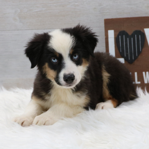 Australian Shepherd Puppy Bandit