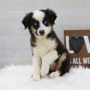 Australian Shepherd Puppy Bandit