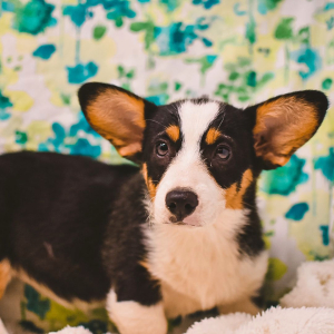Pembroke Welsh Corgi Puppy Lulah