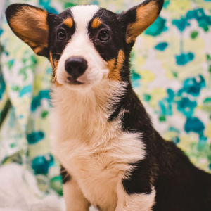 Pembroke Welsh Corgi Puppy Lulah