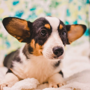Pembroke Welsh Corgi Puppy Lulah