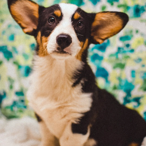 Pembroke Welsh Corgi Puppy Lulah