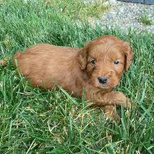 Goldendoodle Puppy Mikey