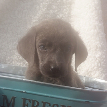 Labrador Retriever Puppy Diesel