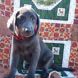 Labrador Retriever Puppy Diesel