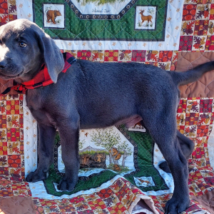 Labrador Retriever Puppy Diesel