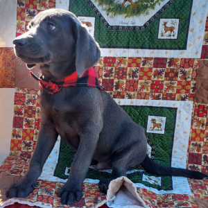 Labrador Retriever Puppy Diesel