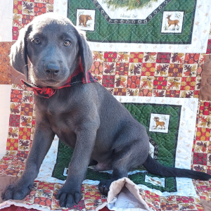 Labrador Retriever Puppy Diesel