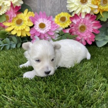 Maltipoo Puppy Kelly