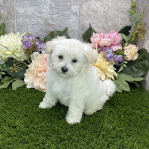 Maltipoo Puppy Kelly