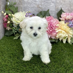 Maltipoo Puppy Kelly