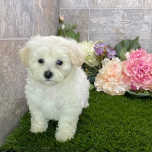 Maltipoo Puppy Kelly