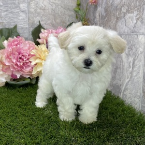 Maltipoo Puppy Kelly