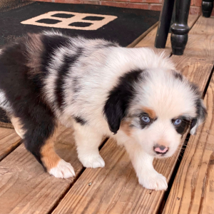 Australian Shepherd Puppy Tee
