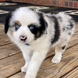 Australian Shepherd Puppy Tee