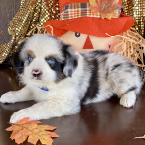 Australian Shepherd Puppy Tee
