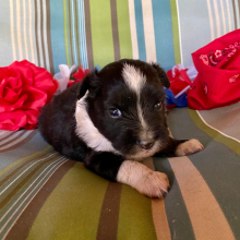 Australian Shepherd Puppy Chile
