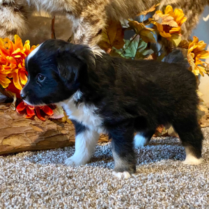 Australian Shepherd Puppy Chile