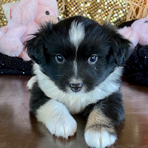 Australian Shepherd Puppy Chile