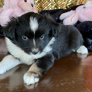 Australian Shepherd Puppy Chile