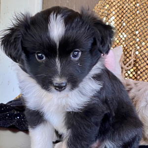 Australian Shepherd Puppy Chile