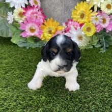 Cockapoo Puppy Harley