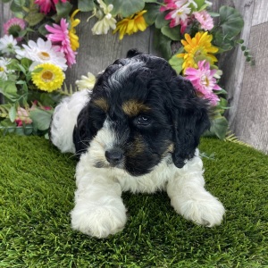 Cockapoo Puppy Harley