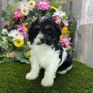 Cockapoo Puppy Harley