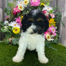 Cockapoo Puppy Harley