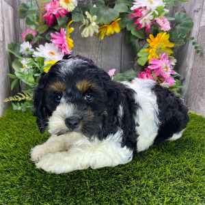 Cockapoo Puppy Harley