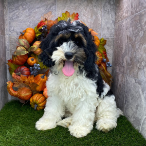 Cockapoo Puppy Harley