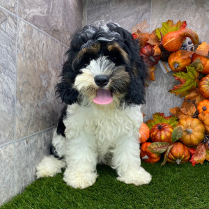 Cockapoo Puppy Harley