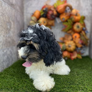 Cockapoo Puppy Harley