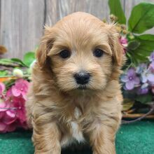 Maltipoo Puppy Buddy