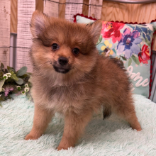 Pomeranian Puppy Levi