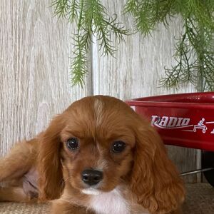 Cavalier King Charles Spaniel Puppy Kevin