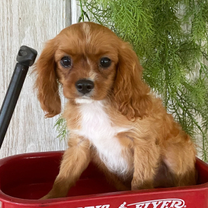 Cavalier King Charles Spaniel Puppy Kevin