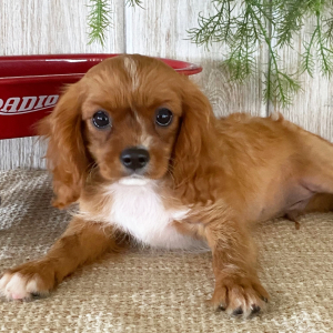 Cavalier King Charles Spaniel Puppy Kevin