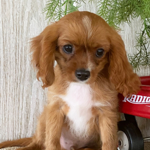 Cavalier King Charles Spaniel Puppy Kevin