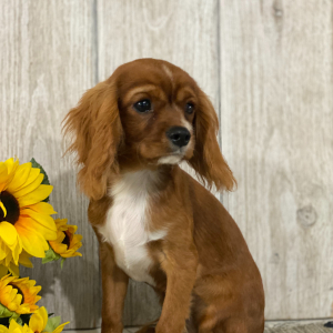 Cavalier King Charles Spaniel Puppy Kevin