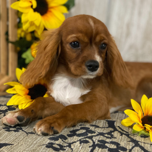 Cavalier King Charles Spaniel Puppy Kevin