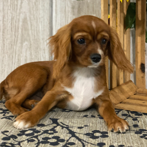 Cavalier King Charles Spaniel Puppy Kevin