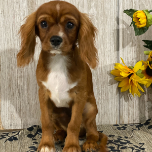 Cavalier King Charles Spaniel Puppy Kevin