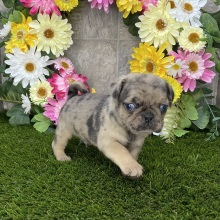 Pug Puppy Jerome