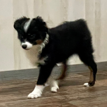 Australian Shepherd Puppy Tina