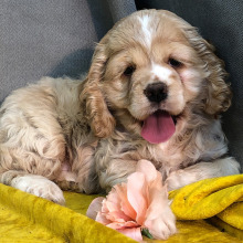 Cocker Spaniel Puppy Pearl