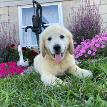 Golden Retriever Puppy Aden