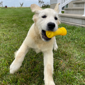 Golden Retriever Puppy Aden