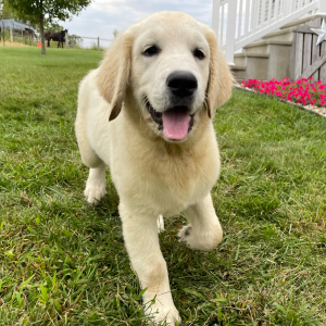Golden Retriever Puppy Aden