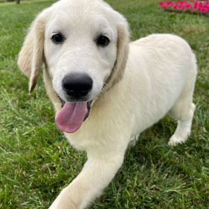 Golden Retriever Puppy Aden